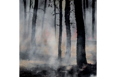 Image Burning forrest and smoke as a result of wildfires